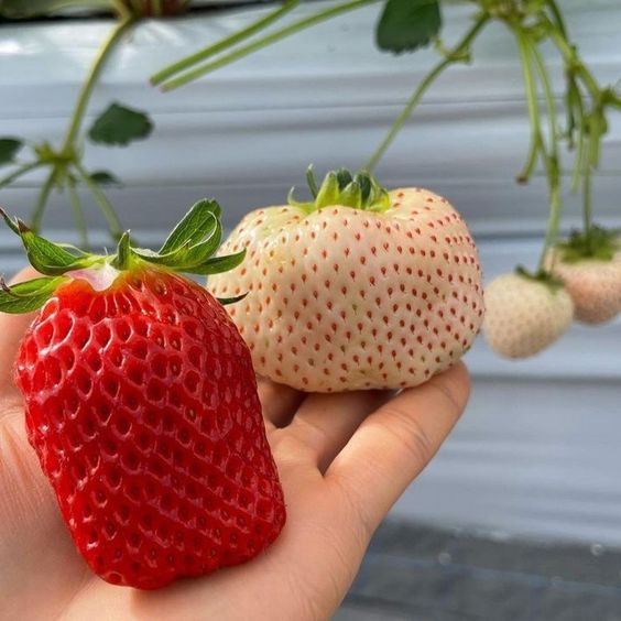 KlÀttrande vita jordgubbar 10 stycken