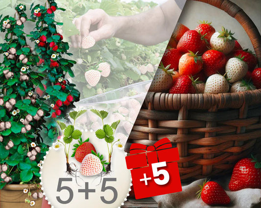 Klättrande röda och vita jordgubbar – 10 plantor + 5 gratis plantor