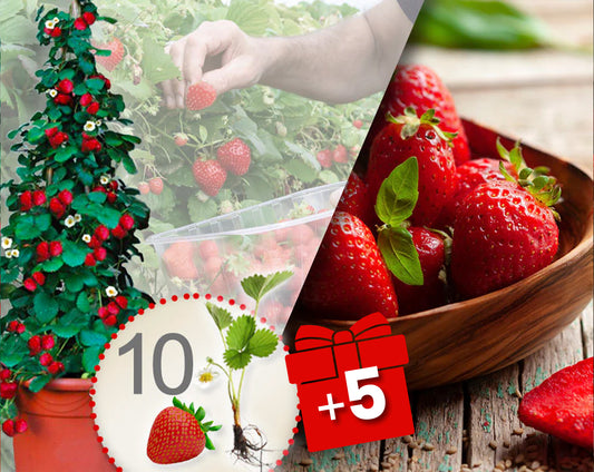 Klättrande röda och vita jordgubbar – 10 plantor + 5 gratis plantor