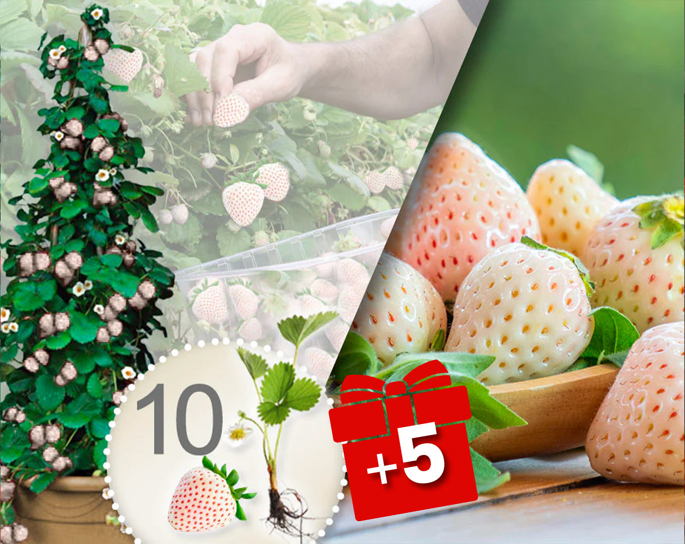 Klättrande vita jordgubbar – 10 plantor + 5 gratis plantor