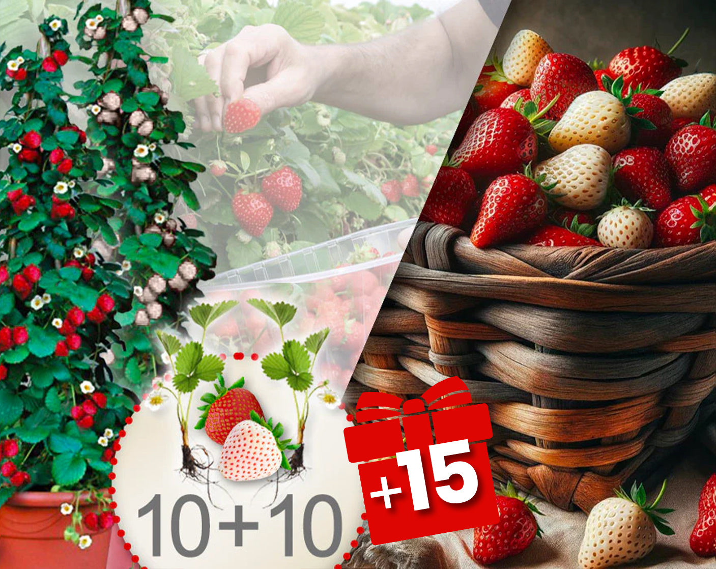 Klättrande röda och vita jordgubbar – 20 plantor + 15 gratis plantor